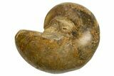 Cut & Polished Jurassic Nautilus Fossil (Half) - Madagascar #339268-1